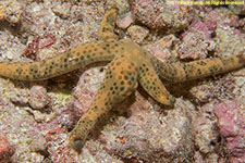 sea star